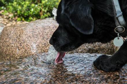 Quellstein als Hundetränke